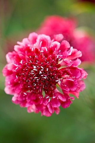 CLOSE_UP_OF_PINK_FLOWER_OF_SCABIOSA_CHILLI_PEPPER