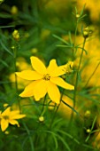ORCHARD DENE NURSERY: CLOSE UP OF THE YELLOW FLOWER OF COREOPSIS GRANDIFLORA