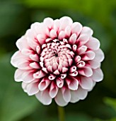 CLOSE UP OF THE PINK FLOWER OF DAHLIA TIPTOE (MINIATURE FLOWERED DECORATIVE)
