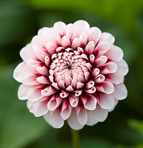 CLOSE_UP_OF_THE_PINK_FLOWER_OF_DAHLIA_TIPTOE_MINIATURE_FLOWERED_DECORATIVE