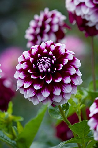 CLOSE_UP_OF_THE_PINK_FLOWER_OF_DAHLIA_TOMO_SMALL_FLOWERED_DECORATIVE