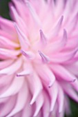 CLOSE UP ABSTRACT IMAGE OF THE PINK FLOWER OF DAHLIA TARATACHI LILAC (SMALL FLOWERED SEMI CACTUS)
