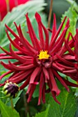 CLOSE UP OF THE RED FLOWER OF DAHLIA SUMER NIGHT (SMALL FLOWERED CACTUS)