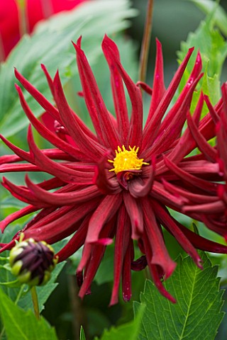 CLOSE_UP_OF_THE_RED_FLOWER_OF_DAHLIA_SUMER_NIGHT_SMALL_FLOWERED_CACTUS