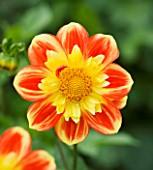 CLOSE UP OF THE ORANGE AND YELLOW FLOWER OF OF DAHLIA POOH (COLLERETTE)