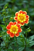 CLOSE UP OF THE ORANGE AND YELLOW FLOWERS OF OF DAHLIA POOH (COLLERETTE)