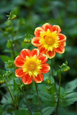 CLOSE_UP_OF_THE_ORANGE_AND_YELLOW_FLOWERS_OF_OF_DAHLIA_POOH_COLLERETTE