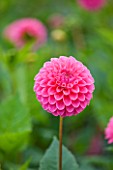 CLOSE UP OF THE PINK FLOWER OF DAHLIA BARBERRY BANKER (MINIATURE FLOWERED DECORATIVE)