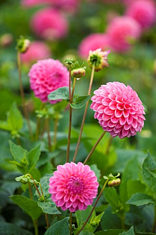 CLOSE_UP_OF_THE_PINK_FLOWERS_OF_DAHLIA_GAY_PRINCESS_SMALL_WATERLILY