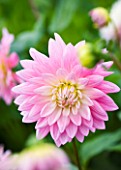 CLOSE UP OF THE PINK FLOWER OF DAHLIA GAY PRINCESS (SMALL WATERLILY)