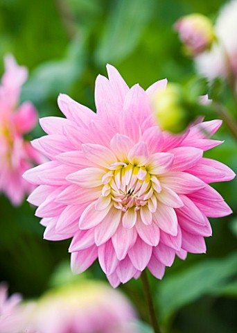 CLOSE_UP_OF_THE_PINK_FLOWER_OF_DAHLIA_GAY_PRINCESS_SMALL_WATERLILY