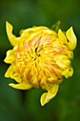 CLOSE UP OF THE EMERGING BUD OF THE APRICOT AND PALE YELLOW FLOWER OF DAHLIA MABEL ANN (GIANT FLOWERED DECORATIVE)