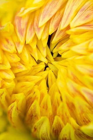 CLOSE_UP_OF_THE_EMERGING_BUD_OF_THE_APRICOT_AND_PALE_YELLOW_FLOWER_OF_DAHLIA_MABEL_ANN_GIANT_FLOWERE