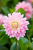 CLOSE UP OF THE FLOWER OF THE PINK DAHLIA GAY PRINCESS (SMALL WATERLILY)