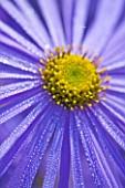 CLOSE UP OF THE BLUE FLOWER OF ASTER FRIKARTII MONCH COVERED WITH DEWDROPS