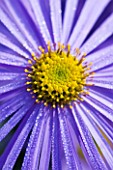 CLOSE UP OF THE BLUE FLOWER OF ASTER FRIKARTII MONCH COVERED WITH DEWDROPS