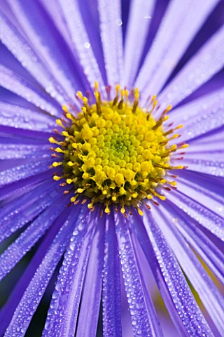 CLOSE_UP_OF_THE_BLUE_FLOWER_OF_ASTER_FRIKARTII_MONCH_COVERED_WITH_DEWDROPS
