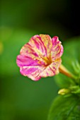 CLOSE UP OF THE PINK AND YELLOW FLOWER OF MIRABILIS JALAPA ROSEA