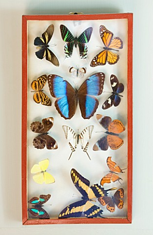 ARCHITECT_CHRIS_DYSONS_HOUSE_BUTTERFLIES_IN_A_CASE_ON_THE_WALL