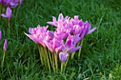 CLOSE UP OF THE PINK FLOWERS OF THE AUTUMN COLCHICUM SPECIOSUM IN GRASS