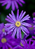 CLOSE UP OF THE BLUE FLOWERS OF ASTER AMELLUS VIOLET QUEEN