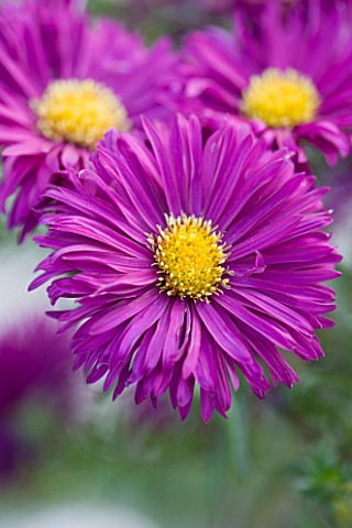 OLD_COURT_NURSERIES__WORCESTERSHIRE_CLOSE_UP_OF_THE_PURPLE_PINK_FLOWER_OF_ASTER_DUSKY_MAID_LARGE_DOU