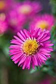 OLD COURT NURSERIES  WORCESTRSHIRE: CLOSE UP OF PINK FLOWER OF ASTER TWINKLE (MICHAELMAS DAISY)