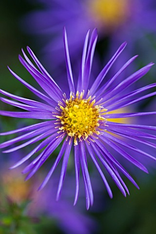 OLD_COURT_NURSERIES__WORCESTRSHIRE_CLOSE_UP_OF_BLUE_FLOWER_OF_ASTER_MARIES_PRETTY_PLEASE_MICHAELMAS_