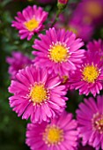 OLD COURT NURSERIES  WORCESTRSHIRE: CLOSE UP OF PINK FLOWERS OF ASTER BEECHWOOD CHARM (MICHAELMAS DAISY)
