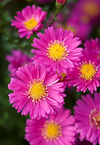 OLD_COURT_NURSERIES__WORCESTRSHIRE_CLOSE_UP_OF_PINK_FLOWERS_OF_ASTER_BEECHWOOD_CHARM_MICHAELMAS_DAIS