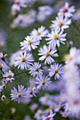 OLD COURT NURSERIES  WORCESTRSHIRE: CLOSE UP OF PALE BLUE FLOWERS OF ASTER PHOTOGRAPH (MICHAELMAS DAISY)