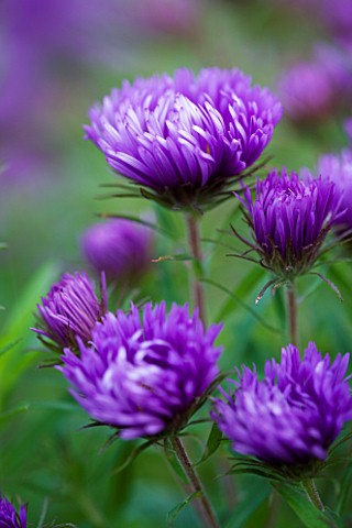 OLD_COURT_NURSERIES__WORCESTRSHIRE_CLOSE_UP_OF_PURPLE_FLOWERS_OF_ASTER_NOVAE__ANGLIAE_ST_MICHAELS_MI