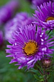 OLD COURT NURSERIES  WORCESTRSHIRE: CLOSE UP OF PURPLE FLOWER OF ASTER NOVAE - ANGLIAE ST MICHAELS  (MICHAELMAS DAISY)