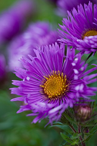 OLD_COURT_NURSERIES__WORCESTRSHIRE_CLOSE_UP_OF_PURPLE_FLOWER_OF_ASTER_NOVAE__ANGLIAE_ST_MICHAELS__MI