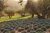 PROVENCE  FRANCE: DOMAINE DE LA VERRIERE: CLIPPED LAVENDERS AND OLIVE TREES BESIDE THE VINEYARDS