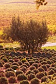 PROVENCE  FRANCE: DOMAINE DE LA VERRIERE: CLIPPED LAVENDERS AND AN OLIVE TREE BESIDE THE VINEYARDS