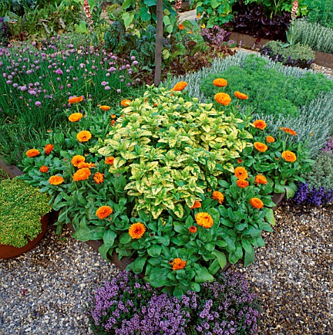 THE_GARDENERS_GARDEN_CHELSEA_1992_DESIGNER_DANIEL_PEARSON_SQUARE_HERB_BEDS_WITH_CALENDULA_AND_LEMON_