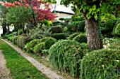 GARDEN OF ERIK BORJA  FRANCE: PATH EDGED WITH ROSEMARY AND TOPIARY CLIPPED LONICERA NITIDA