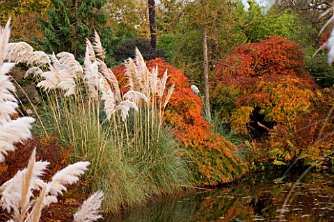 WAKEHURST_PLACE__SUSSEX_THE_TOP_POOL__LAKE_IN_AUTUMN_WITH_PAMPAS_GRASS_AND_MAPLES__EVENING_LIGHT