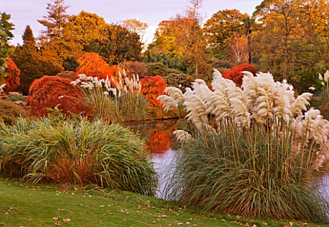 WAKEHURST_PLACE__SUSSEX_THE_TOP_POOL__LAKE_IN_AUTUMN_WITH_PAMPAS_GRASS_AND_MAPLES__EVENING_LIGHT