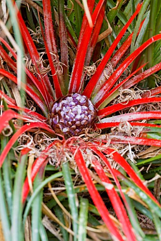 WAKEHURST_PLACE__SUSSEX__CLOSE_UP_OF_FASCICULARIA_PITCAIRNIFOLIA_FROM_CHILE