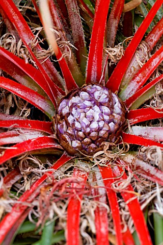 WAKEHURST_PLACE__SUSSEX__CLOSE_UP_OF_FASCICULARIA_PITCAIRNIFOLIA_FROM_CHILE