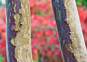 WAKEHURST PLACE  SUSSEX : CLOSE UP OF BARK OF STEWARTIA SINENSIS WITH AUTUMN COLOURS BEHIND