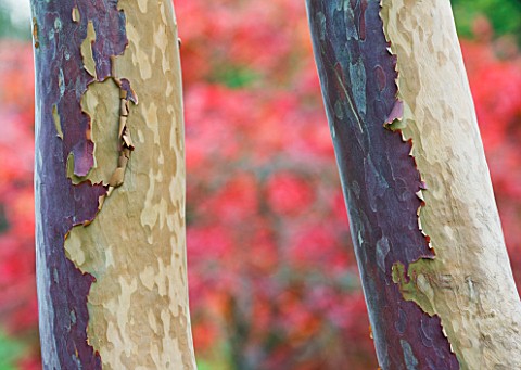 WAKEHURST_PLACE__SUSSEX__CLOSE_UP_OF_BARK_OF_STEWARTIA_SINENSIS_WITH_AUTUMN_COLOURS_BEHIND