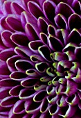 CLOSE UP OF THE CENTRE OF A DEEP PURPLE AND YELLOW CHRYSANTHEMUM