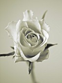 BLACK AND WHITE DUOTONE CLOSE UP IMAGE OF A ROSE