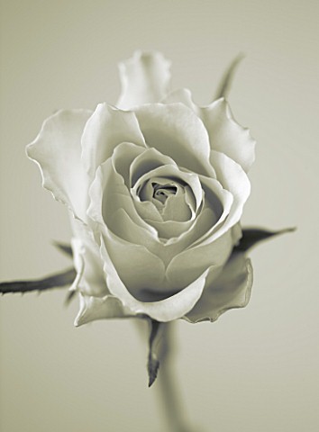 BLACK_AND_WHITE_DUOTONE_CLOSE_UP_IMAGE_OF_A_ROSE