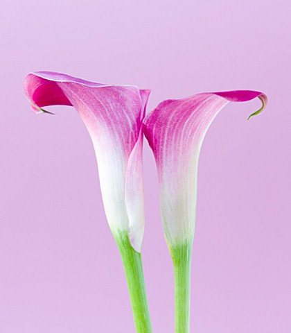 TWO_PURPLE_ARUM_LILIES_AGAINST_PINK_BACKGROUND