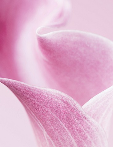ABSTRACT_CLOSE_UP_OF_PINK_ARUM_LILY