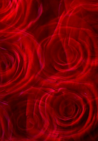 THE_RED_FLOWERS_OF_ROSA_GRAND_PRIX_SHOWING_MOVEMENT